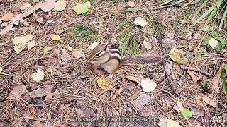 I walked with my stepsister in the forest park and got horny