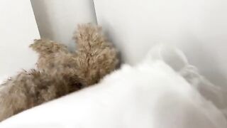 Sniffed panties and fucked a curvy girl in her wet pussy