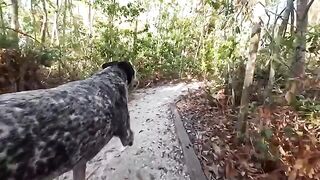 A sexy girl has sex with her boyfriend in the jungle